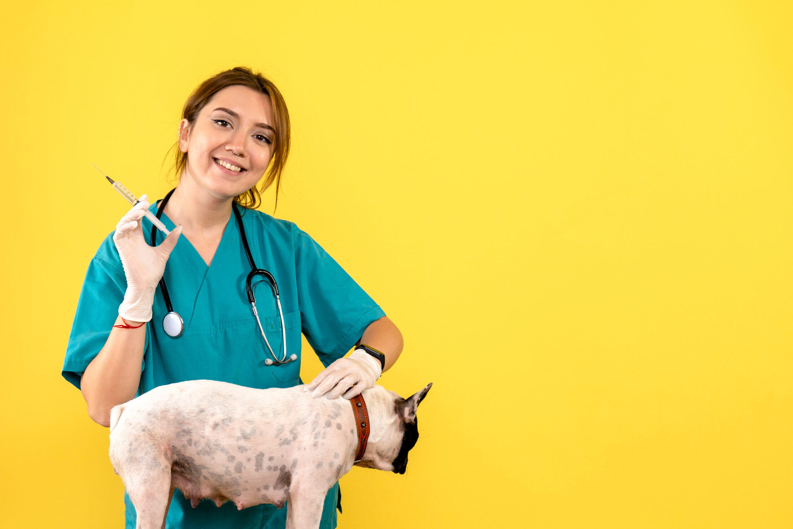 front view female veterinarian injecting little dog on yellow de